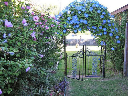 Ipomea Azul Moorning Glory 10 Semillas Del Campo