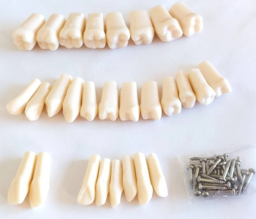 Imagen 2 de 2 de Dientes Para Modelo Nissin Tipodonto 32 Piezas Desmontables