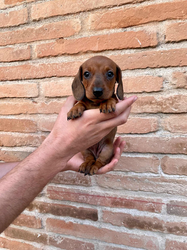 Tiernos Y Cariñosos Salchichas Dachshund Mini