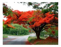 Comprar 25 Semillas De Arbol Framboyan Tabachin Rojo+regalo 1 Vaina