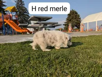 Comprar Hembra Border Collie Chocomerle Con Pedigri