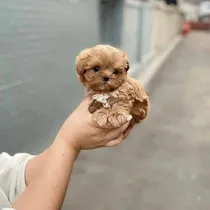 Comprar Cachorros Maltipoo