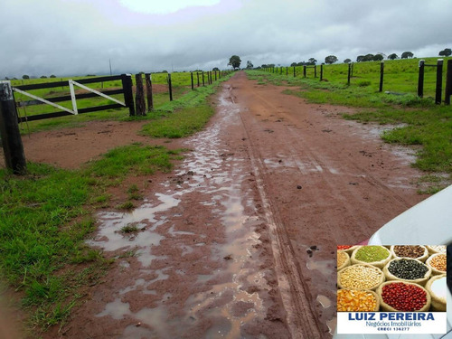 Imagem 10 de 15 de Fazenda À Venda Em Formoso Do Araguaia-to - 1.771 Hectares (dupla Aptidão) - 1618