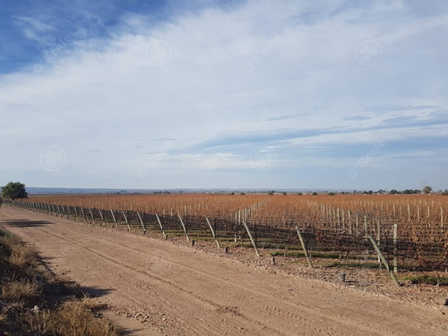 Imagen 9 de 22 de Viñedo Premium De Altura En Mendoza En Venta Sobre Fracción De 23 Has - Oportunidad