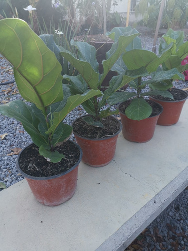 Ficus Pandurata (planta Pandurata)