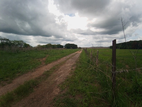 Imagen 8 de 15 de Finca En Tinaquillo. Sof001. Lsl