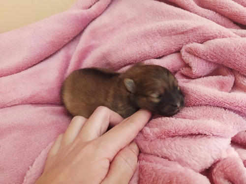 Linda Lulu Da Pomerânia (anã) Fêmea Para Reserva