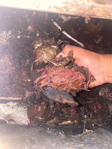 5 Litros Lixiviado De Lombriz Abono Orgánico Calidad Premium