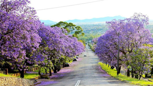 10 Semillas Jacaranda Mimosifolia Nuevas Vivas