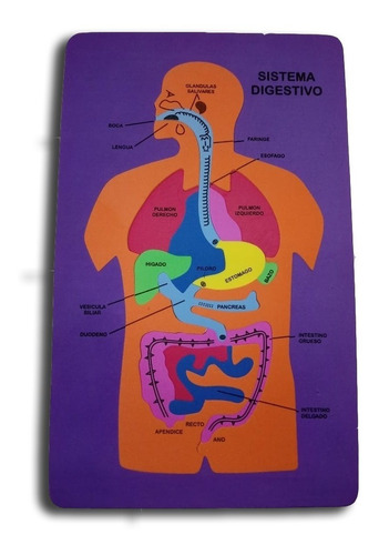 Cuerpo Humano Sistema Digestivo Niñosrompecabezas X24u.
