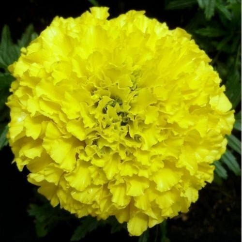 Semillas Flor Tagetes Erecta Golden Dorado + Manual Cultivo