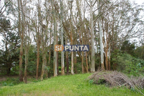 Imagen 4 de 10 de Chacra A La Venta En Laguna Del Sauce