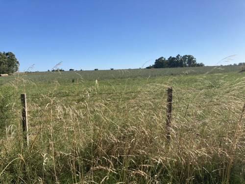 Imagen 3 de 14 de Chacra De 7 Hás Sobre Ruta 12 A 5 Km De Tala,