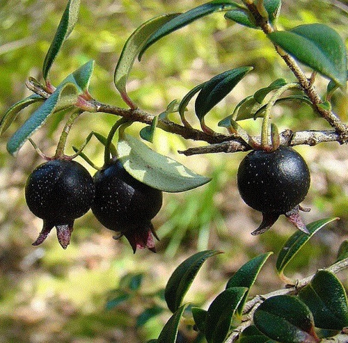 50 Semillas De Guayaba Negra + Instructivo 