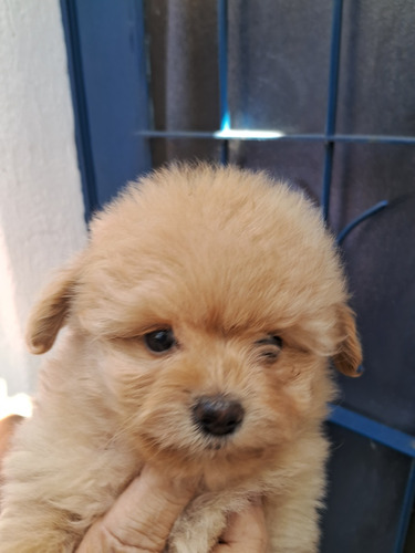 Cachorrorritos Pomeranio.99274448 Hemosos