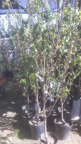 Imagen 2 de 9 de Arbol De Damasco Tilton - 4 Años - Inj. Viv.hab.senasa E.gra