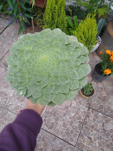 Suculenta Aeonium Tabulaeforme