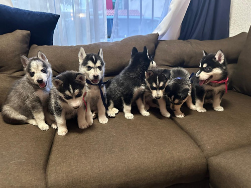 Cachorros Husky Severiano 