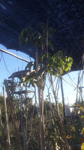Imagen 8 de 11 de Arbol Lapacho Amarillo O Blanco 2.0 Mts..e.gratiscaba/gba