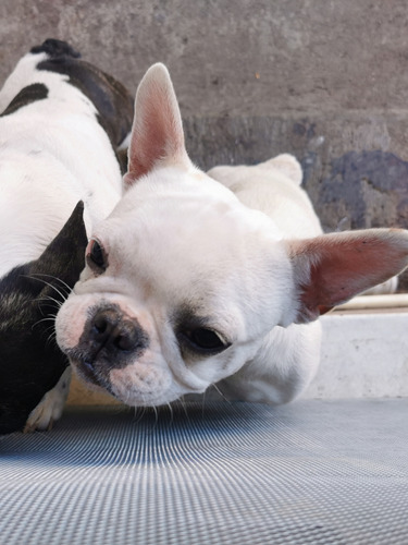 Bulldog Francés Blanco De Importación Colombiana