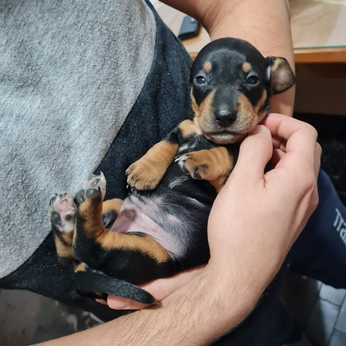 Ultima Cachorra Salchicha Hembra Disponible!!!!