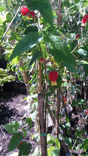 Abutilon Megapotamicum     