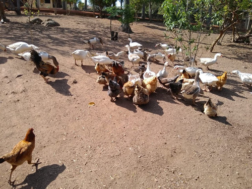 Imagem 10 de 22 de Fazenda 63 Alqueires, Rica Em Água Com 5 Lagos, 3 Casas Amplas, 3 Barracões, 1 Mangueirão, 1 Cocheira, 1 Galinheiro, 3 Casas De Funcionários, Pasto - Fa00189 - 70540162