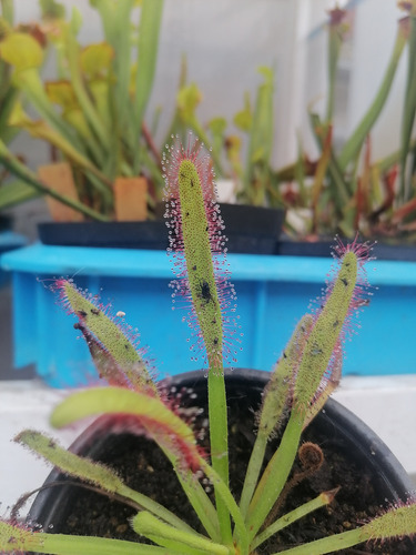 Semillas Plantas Carnívoras