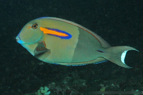 Pez Marino - Acanthurus Olivaceus - Cirujano Banda Naranja