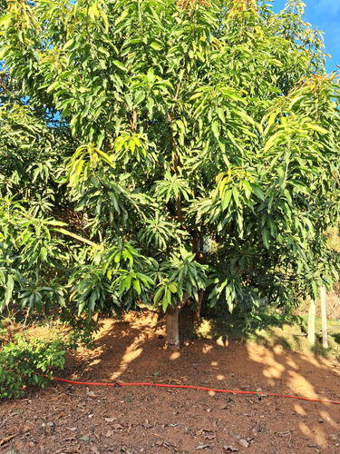 Chácara Em Ouro Fino - Sul De Minas