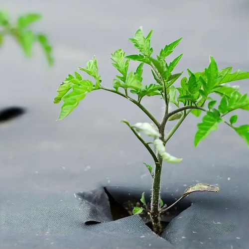 Cubierta De Suelo Para Jardinería Tela De Jardín No Tejida T