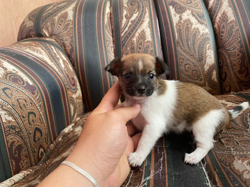 Cachorros Pincher Mini Mascotas Rionegro