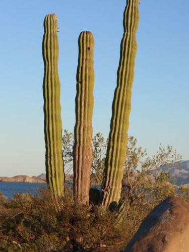 Pachycereus Pringlei, Cardon, 15 Semillas, Nv