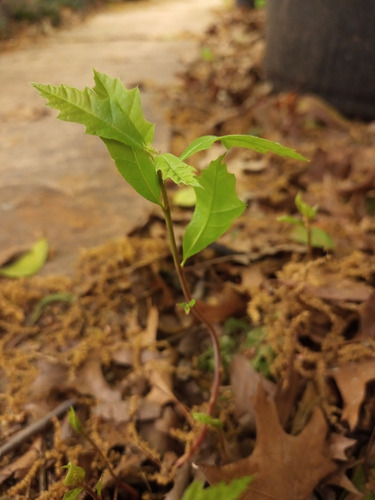 Bellotas-semillas Quercus-roble De Los Pantanos (x50)