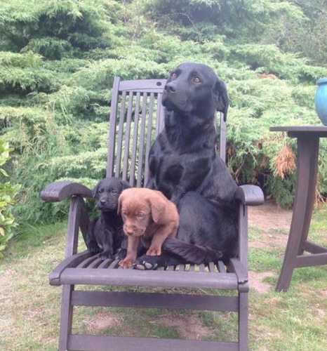 Labrador Retriever Machitos Hermosos 24 Meses Garantia Salud