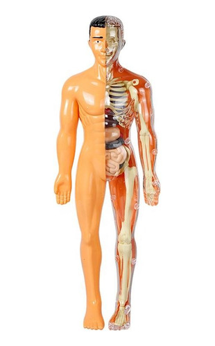 Humana De 28,5 Cm Juguete De Esqueleto Model