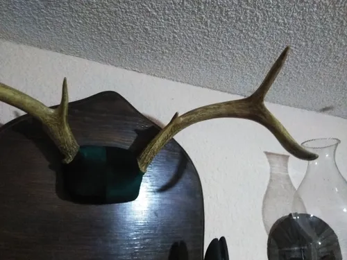 Percheros de cuernos de venado sale