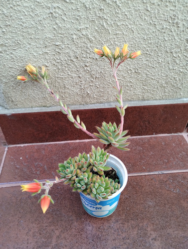 Echeveria Set Oliver