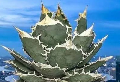 Agave Oteroi, 10 Semillas,  Mp