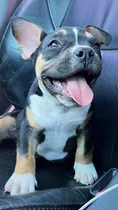 Comprar American Bully
