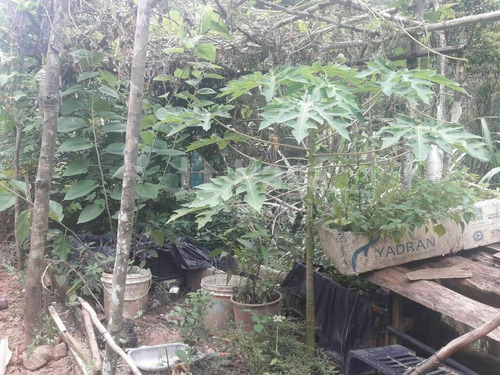 Imagem 8 de 20 de Chácara À Venda No Bairro Brilhante Ii - Itajaí/sc - 2156c