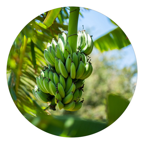 10 Mudas De Banana Princesa Brs Embrapa Resistentes