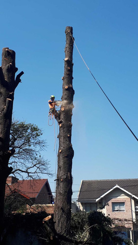 Imagen 2 de 5 de Poda En Altura Profesional (poda,tala De Arboles Y Palmeras)