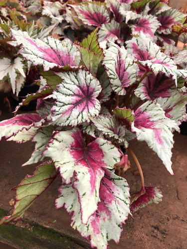 01 Begonia Rex - Planta Adulta No Vaso | Parcelamento sem juros