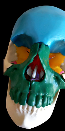 Cráneo Humano Cuerpo Humano Anatomico