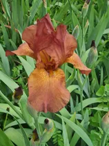 Comprar 3 Rizoma De Lirios Barbados O Iris Germánica Darck Chocolate