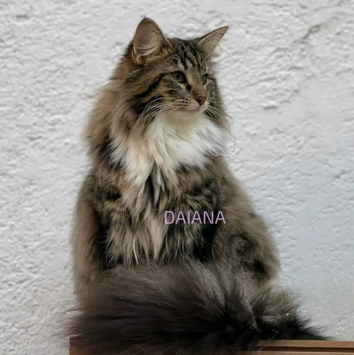 Gatito Siberiano Hipoalergénico Ef320mil Fotos Reales!!