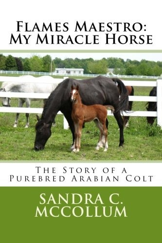 Flames Maestro My Miracle Horse The Story Of A Purebred Arab
