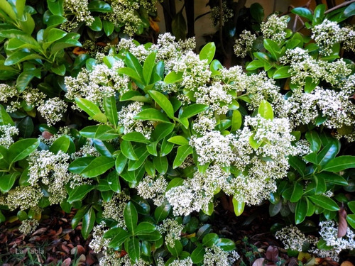 Árbol De Viburnum Lucidum