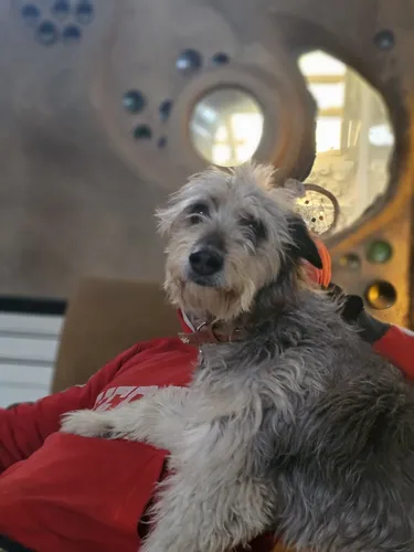 Guardería & Pensionado Canino En Bariloche Sin Jaulas